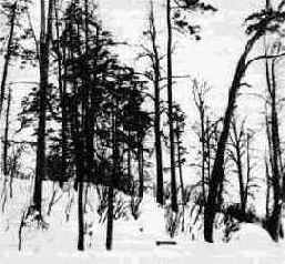 БЕСЕДА ВТОРАЯ Искусство фотографии и его изобразительные средства